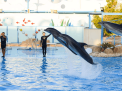 Dolphin Show