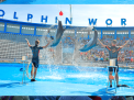 Dolphin Show