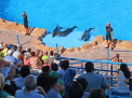 Dolphin Show