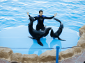 Dolphin Show