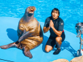 Dolphin Show