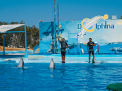 Dolphin Show