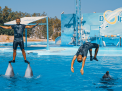 Dolphin Show