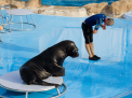 Dolphin Show