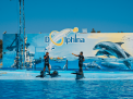 Dolphin Show