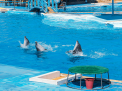 Dolphin Show