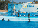 Dolphin Show