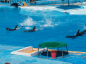 Dolphin Show