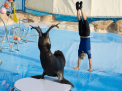 Dolphin Show