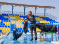 Dolphin Show
