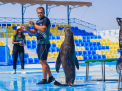 Dolphin Show