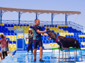 Dolphin Show