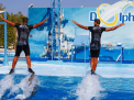 Dolphin Show