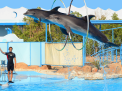 Dolphin Show