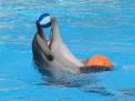 Dolphin Show