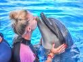 Dolphin Swimming 5min