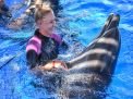 Dolphin Swimming 5min