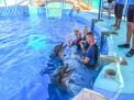 Dolphin Swimming 5min
