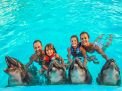 Dolphin Swimming 5min