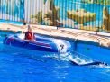 Dolphin Swimming 5min